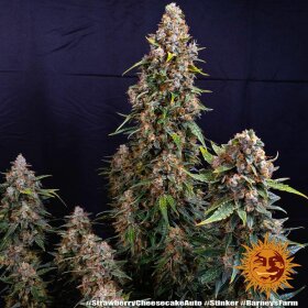 Barneys Farm Strawberry Cheesecake AUTO - 3 autoflowering Samen