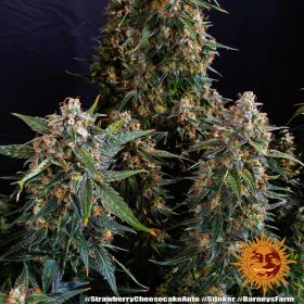 Barneys Farm Strawberry Cheesecake AUTO - 3 autoflowering Samen