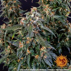 Barneys Farm Strawberry Cheesecake AUTO - 3 autoflowering Samen