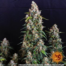 Barneys Farm Strawberry Cheesecake AUTO - 3 automatisierte Samen