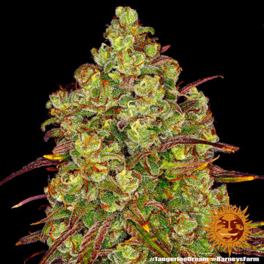 Barneys Farm Tangerine Dream - 3 feminized seeds