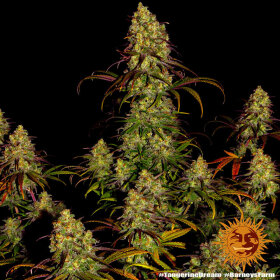 Barneys Farm Tangerine Dream - 3 feminisierte Samen