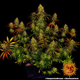 Barneys Farm Tangerine Dream - 3 feminisierte Samen