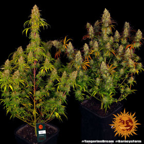 Barneys Farm Tangerine Dream - 3 feminisierte Samen