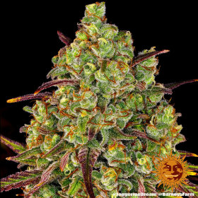 Barneys Farm Tangerine Dream - 3 feminisierte Samen