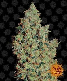 Barneys Farm Tangerine Dream - 3 feminisierte Samen