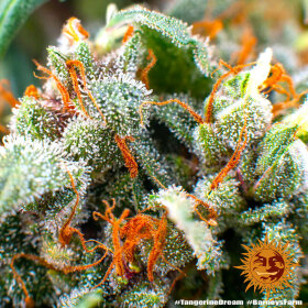 Barneys Farm Tangerine Dream - 3 feminisierte Samen