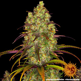 Barneys Farm Tangerine Dream - 3 feminisierte Samen