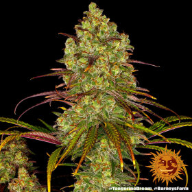 Barneys Farm Tangerine Dream - 3 feminisierte Samen