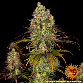 Barneys Farm Tangerine Dream - 3 feminisierte Samen