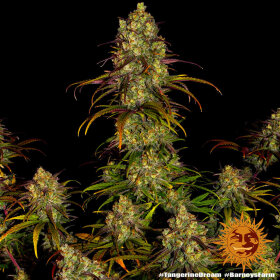 Barneys Farm Tangerine Dream - 3 feminisierte Samen