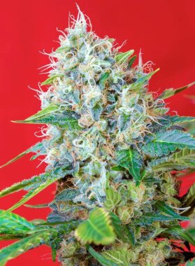 Sweet Seeds Green Poison - 3 feminisierte Samen