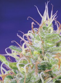 Sweet Seeds Green Poison - 3 feminisierte Samen