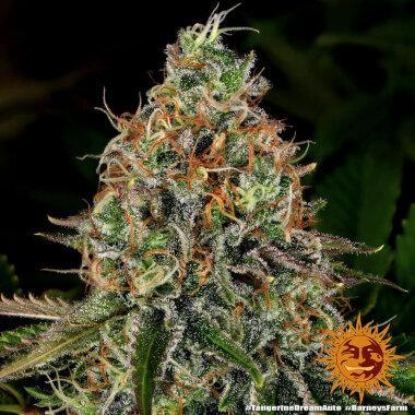 Barneys Farm Tangerine Dream AUTO - 3 autoflowering Samen