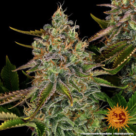 Barneys Farm Tangerine Dream AUTO - 3 autoflowering Samen