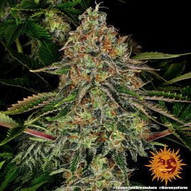 Barneys Farm Tangerine Dream AUTO - 3 autoflowering Samen