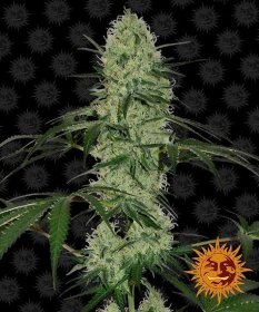 Barneys Farm Tangerine Dream AUTO - 3 autoflowering Samen