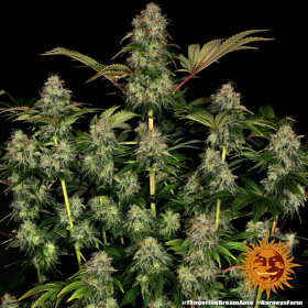 Barneys Farm Tangerine Dream AUTO - 3 autoflowering Samen