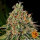 Barneys Farm Tangerine Dream AUTO - 3 autoflowering Samen