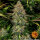 Barneys Farm Tangerine Dream AUTO - 3 autoflowering Samen