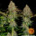 Barneys Farm Tangerine Dream AUTO - 3 autoflowering Samen