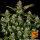 Barneys Farm Tangerine Dream AUTO - 3 automatisierte Samen