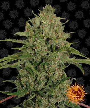 Barneys Farm Triple Cheese - 3 feminisierte Samen