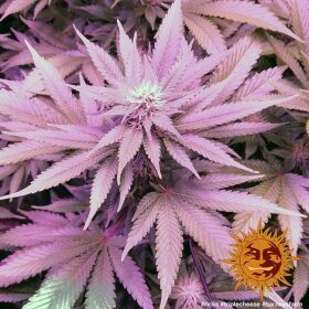 Barneys Farm Triple Cheese - 3 feminisierte Samen