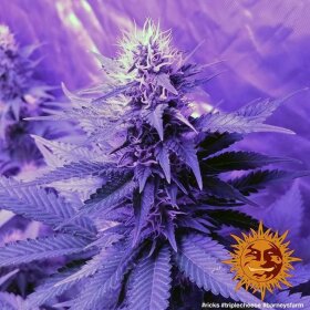 Barneys Farm Triple Cheese - 3 feminisierte Samen