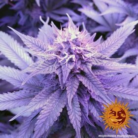 Barneys Farm Triple Cheese - 3 feminisierte Samen