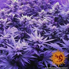 Barneys Farm Triple Cheese - 3 feminisierte Samen