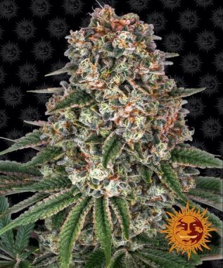 Barneys Farm Tropicanna Banana - 3 feminized seeds