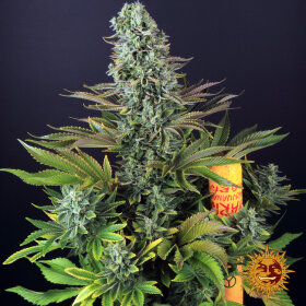 Barneys Farm Tropicanna Banana - 3 feminisierte Samen