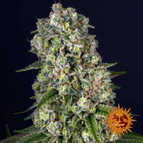 Barneys Farm Tropicanna Banana - 3 feminisierte Samen