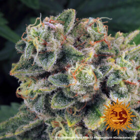 Barneys Farm Tropicanna Banana - 3 feminisierte Samen