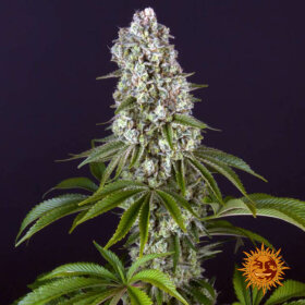 Barneys Farm Tropicanna Banana - 3 feminisierte Samen