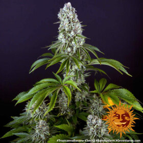 Barneys Farm Tropicanna Banana - 3 feminisierte Samen