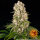 Barneys Farm Tropicanna Banana - 3 feminisierte Samen