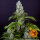 Barneys Farm Tropicanna Banana - 3 feminisierte Samen