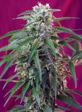 Sweet Seeds Green Poison AUTO - 3 autoflowering Samen