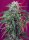 Sweet Seeds Green Poison AUTO - 3 automatisierte Samen