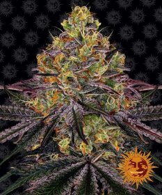 Barneys Farm Watermelon Zkittlez - 3 feminized seeds