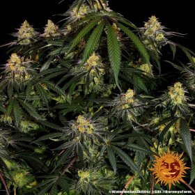 Barneys Farm Watermelon Zkittlez - 3 feminisierte Samen