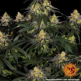 Barneys Farm Watermelon Zkittlez - 3 feminisierte Samen