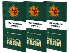 Barneys Farm Watermelon Zkittlez - 3 feminisierte Samen