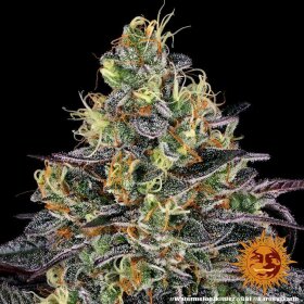 Barneys Farm Watermelon Zkittlez - 3 feminisierte Samen