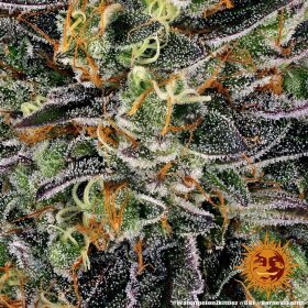 Barneys Farm Watermelon Zkittlez - 3 feminisierte Samen