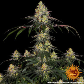 Barneys Farm Watermelon Zkittlez - 3 feminisierte Samen