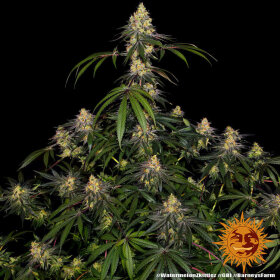 Barneys Farm Watermelon Zkittlez - 3 feminisierte Samen