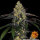 Barneys Farm Watermelon Zkittlez - 3 feminisierte Samen